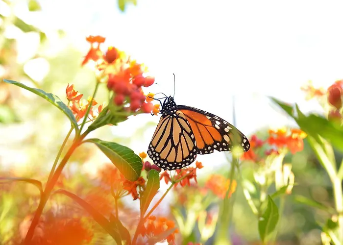 La Casa De Las Flores