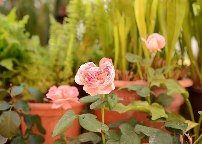 בית נופש La Casa De Las Flores טקורונטה