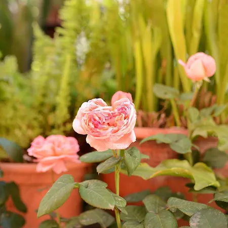 Ferienhaus La Casa De Las Flores Tacoronte